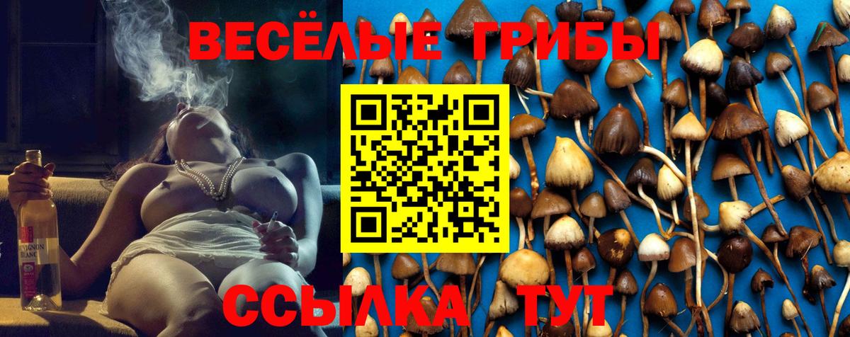 Псилоцибиновые грибы GOLDEN TEACHER  Вход с VPN  Майский  Псилоцибиновые грибы Cubensis 