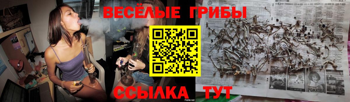 Псилоцибиновые грибы Psilocybe Майский